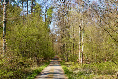 Road amidst trees in forest