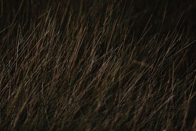 Full frame shot of wheat field