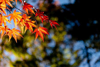 Close-up of maple leaves on tree