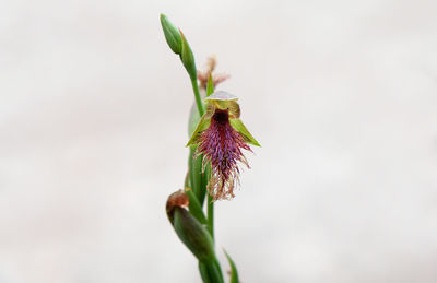 Close-up of wilted flower against white background