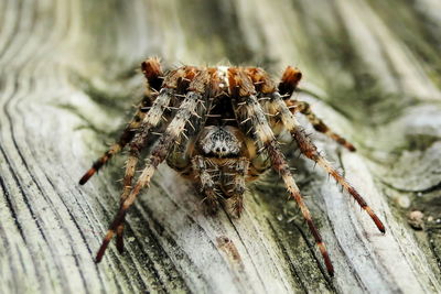 Close-up of jumping spider on wooden roof