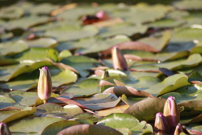 Close-up of flowers in water