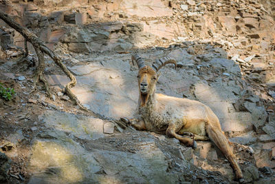 An adult goat with a beard and huge horns lies on a mountainside and looks into the distance.