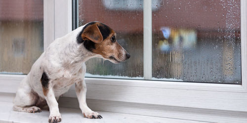 Dog looking through window