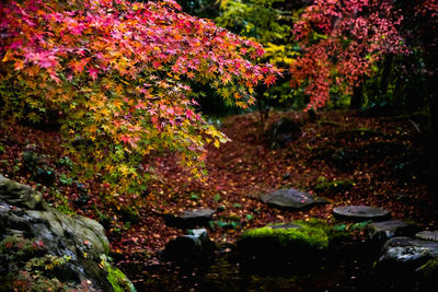 Autumn trees by rocks in forest