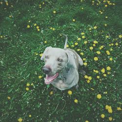 Dog standing on field