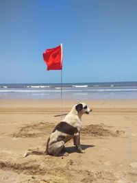 View of a dog on beach