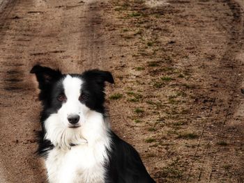 Portrait of dog on field