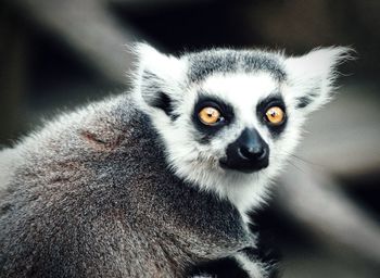 Close-up of lemur