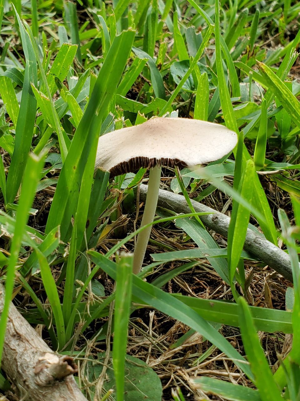 CLOSE-UP OF MUSHROOMS GROWING ON FIELD