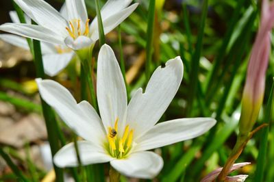 Close-up of white crocus flowers