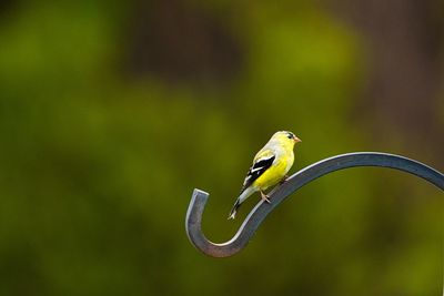 Close-up of bird perching on a plant