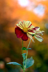 Close-up of flower against blurred background