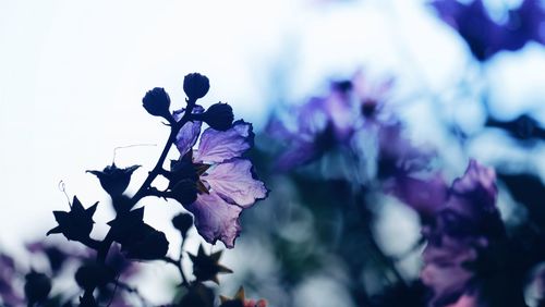 Close-up of flowers