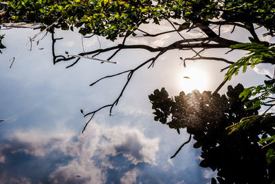 Low angle view of silhouette tree against sky