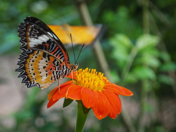 Close-up of butterfly pollinating on flower