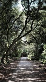 Empty road along trees in forest