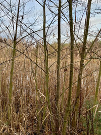 View of trees in forest