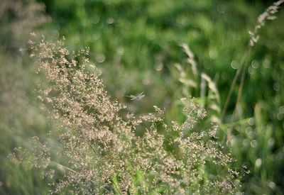 Close-up of flowering plant on field