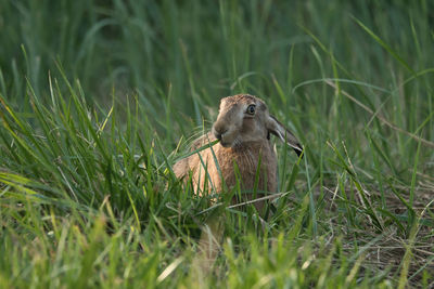 Close-up of bird on grass