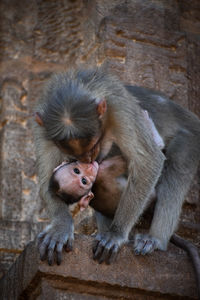 Monkeys in a wall