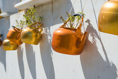 Close-up of potted plant on table