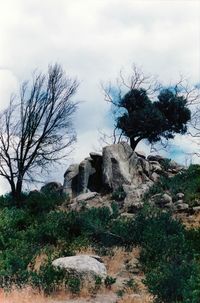 Bare trees on landscape against sky