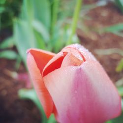 Close-up of red flowers