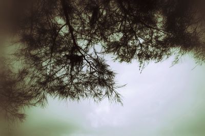 Low angle view of tree against sky