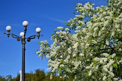 Low angle view of tree against blue sky