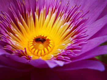 Close-up of bee on purple flower