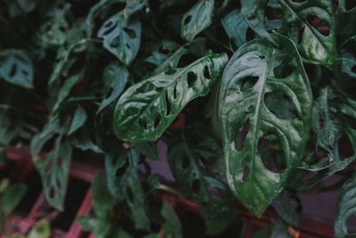 Close-up of raindrops on leaves