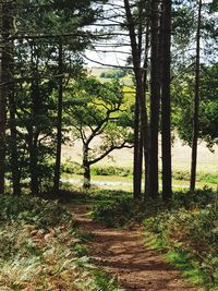 Trees in forest