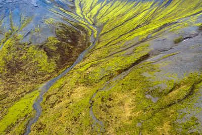 Scenic view of moss growing on land