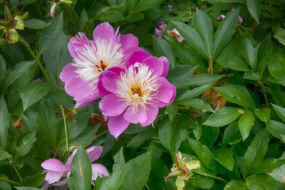 High angle view of pink flowering plants