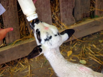 Close-up of hand holding rabbit