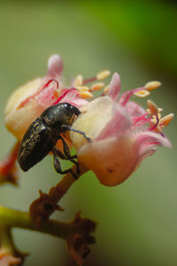 Close-up of insect on flower