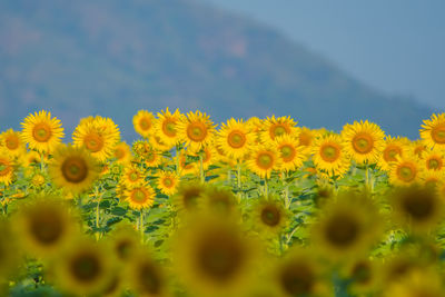 Close-up of yellow flowering plant on field