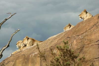 Low angle view of cat on rock against sky