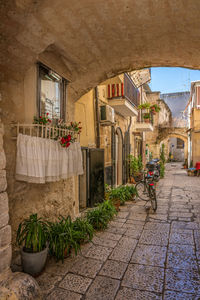 Potted plants in alley amidst buildings at town