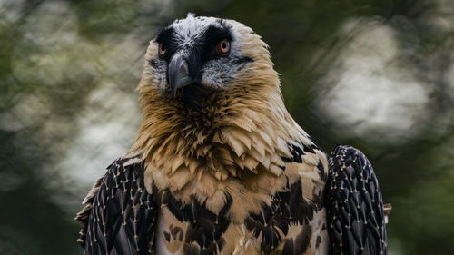 Close-up of vulture in zoo