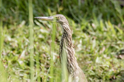 View of a bird on field