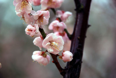 Close-up of pink cherry blossoms in spring