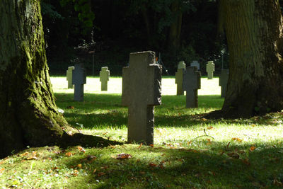 Trees on grassy field