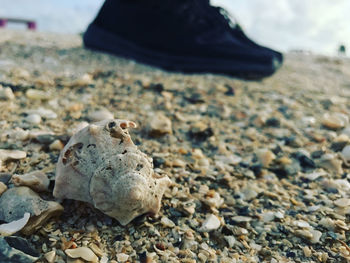 Close-up of animal skull on beach
