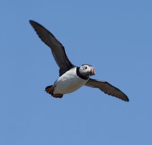 Low angle view of seagull flying