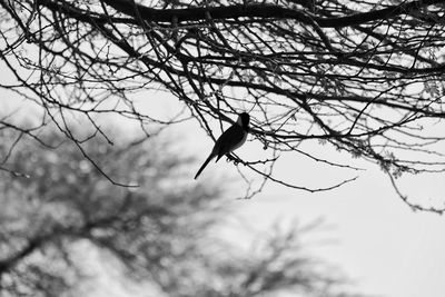 Low angle view of bird perching on branch