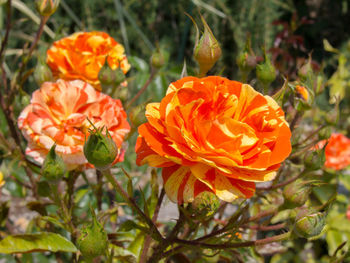 Close-up of orange flowers blooming outdoors