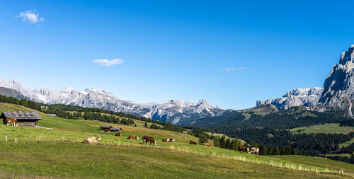 View of sheep grazing in field