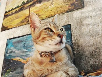 Close-up of a cat looking away